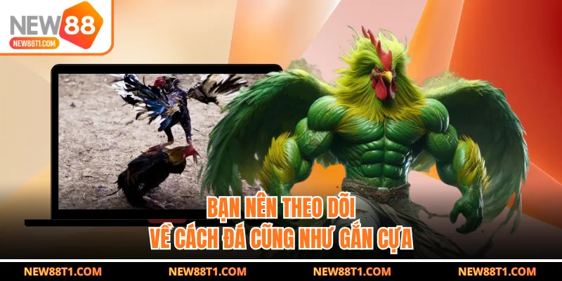 Bạn nên theo dõi về cách đá cũng như gắn cựa Bạn nên theo dõi về cách đá cũng như gắn cựa