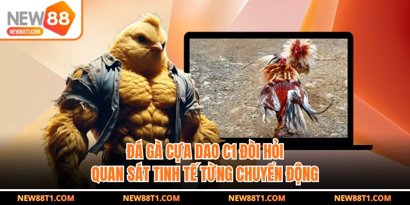 Đá gà cựa dao C1 đòi hỏi quan sát tinh tế từng chuyển động Đá gà cựa dao C1 đòi hỏi quan sát tinh tế từng chuyển động