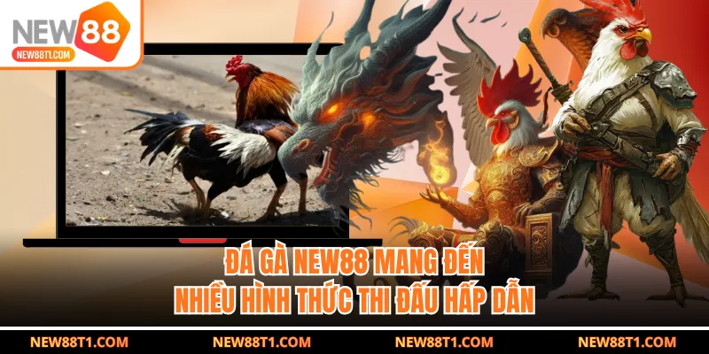 Đá gà NEW88 mang đến nhiều hình thức thi đấu hấp dẫn Đá gà NEW88 mang đến nhiều hình thức thi đấu hấp dẫn